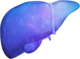 Liver Icon